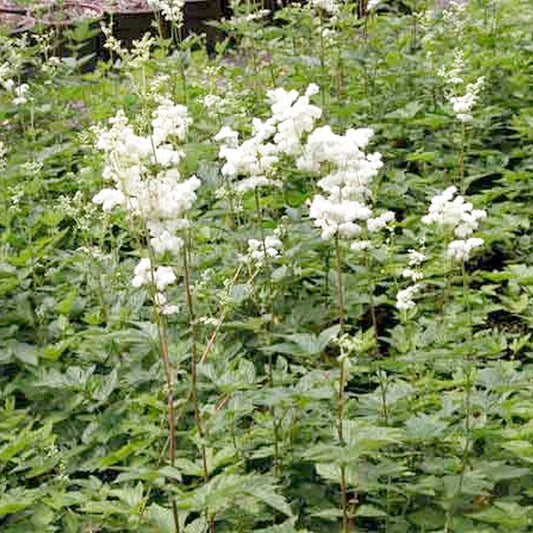 Filipendula Ulmaria Aquatic Pond Plant - Meadow Sweet Aquatic Plants