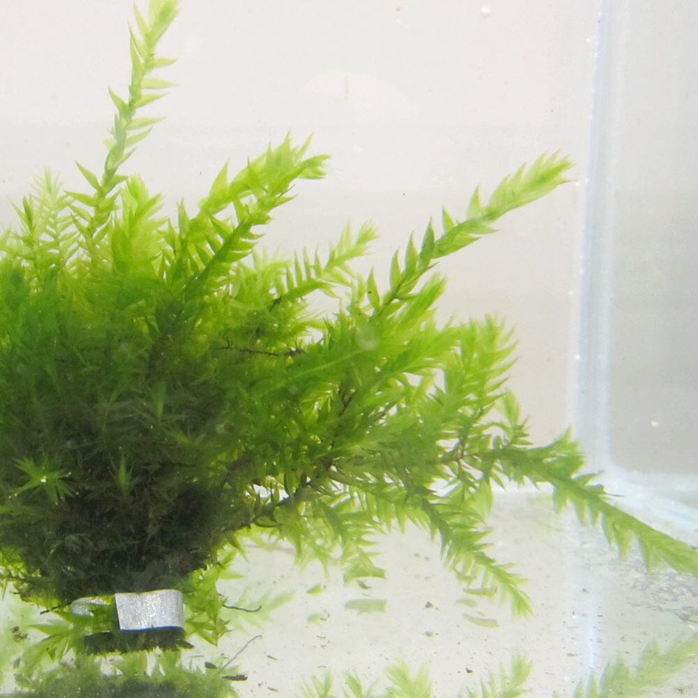 Fontinalis Antipyretica Aquatic Pond Plant - Willow Moss Aquatic Plants