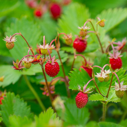 FRAGARIA vesca Alexandra 2 Litre Perennials