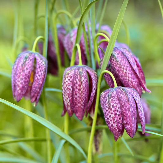 Fritillaria Meleagris Aquatic Pond Plant - Snakes Head Fritillary Aquatic Plants