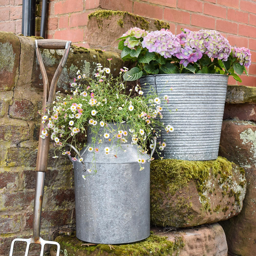 Galvanised Milk Churn 42cm Height Pots & Planters