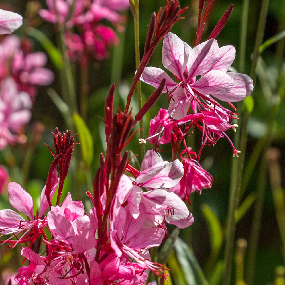 GAURA Siskiyou Pink 2 Litre Perennials