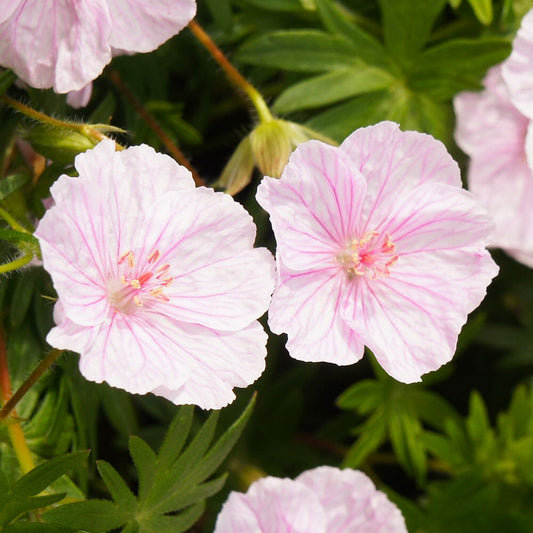 GERANIUM sanguineum Vision Pink 9cm Pot Perennials