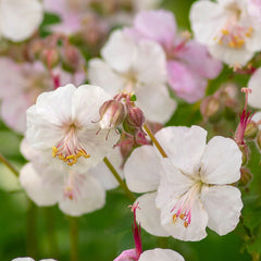 GERANIUM x cantabrigiense Biokovo 9cm Pot Perennials