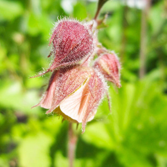 Geum Rivale Aquatic Pond Plant - Water Avens Aquatic Plants