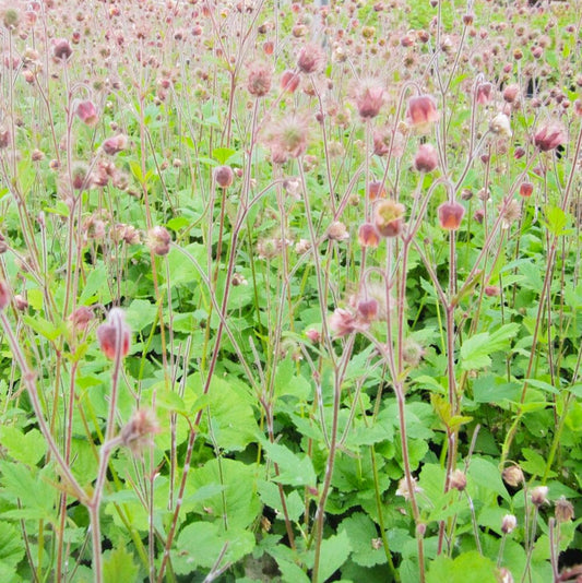 Geum Rivale Aquatic Pond Plant - Water Avens Aquatic Plants