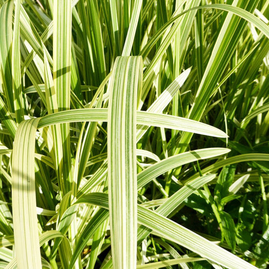 Glyceria Maxima Variegata Aquatic Pond Plant - Reed Sweetgrass Aquatic Plants