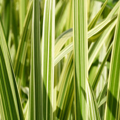 Glyceria Maxima Variegata Aquatic Pond Plant - Reed Sweetgrass Aquatic Plants