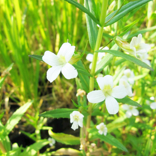 Gratiola Officinalis Aquatic Pond Plant - Hedge Hyssop Aquatic Plants