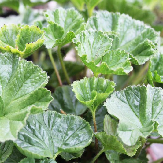 Gunnera Magellanica Aquatic Pond Plant - Devils Strawberry Aquatic Plants