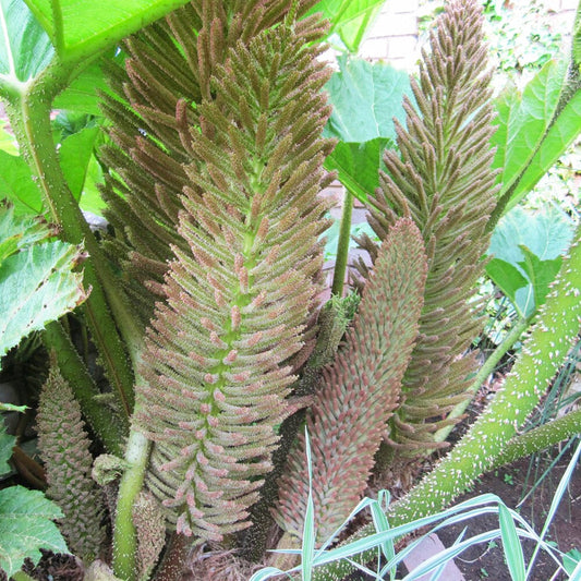 Gunnera Manicata Aquatic Pond Plant - Giant Rhubarb Aquatic Plants