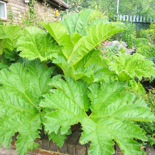 Gunnera Manicata Aquatic Pond Plant - Giant Rhubarb Aquatic Plants