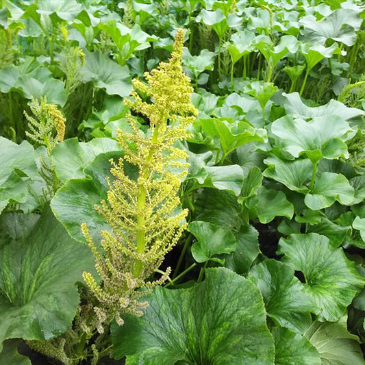 Gunnera Perpensa Aquatic Pond Plant - Wild Rhubarb Aquatic Plants