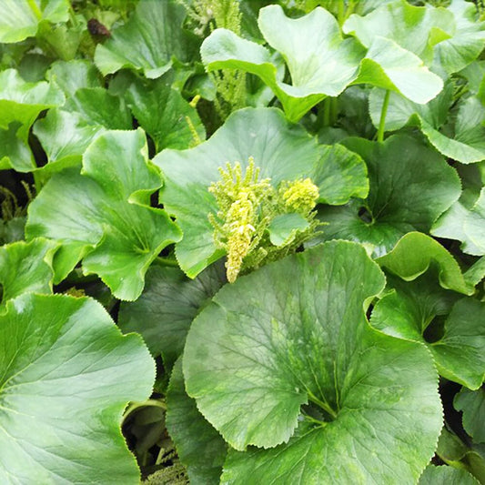 Gunnera Perpensa Aquatic Pond Plant - Wild Rhubarb Aquatic Plants