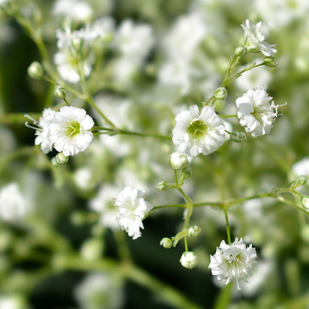 GYPSOPHILA paniculata Snowflake 9cm Pot Perennials