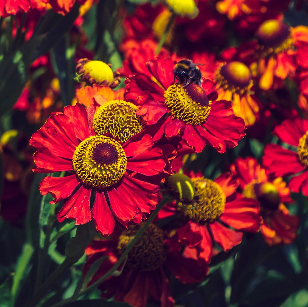 HELENIUM autumnale Helena Red Shades 2 Litre Perennials