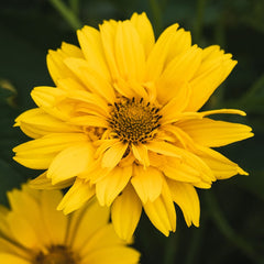 HELIOPSIS scabra Summer Sun 9cm Pot Perennials