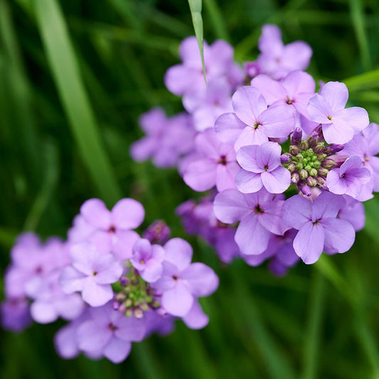 HESPERIS matronalis Purple 9cm Pot Perennials