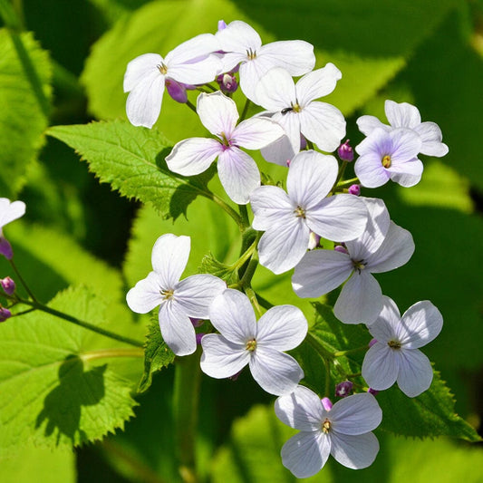 HESPERIS matronalis var. albiflora 9cm Pot Perennials