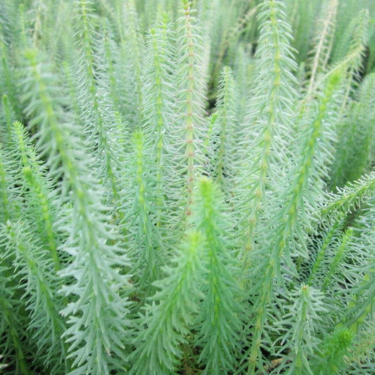 Hippuris Vulgaris Aquatic Pond Plant - Mare's Tail Aquatic Plants