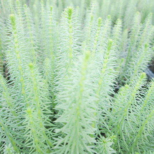 Hippuris Vulgaris Aquatic Pond Plant - Mare's Tail Aquatic Plants