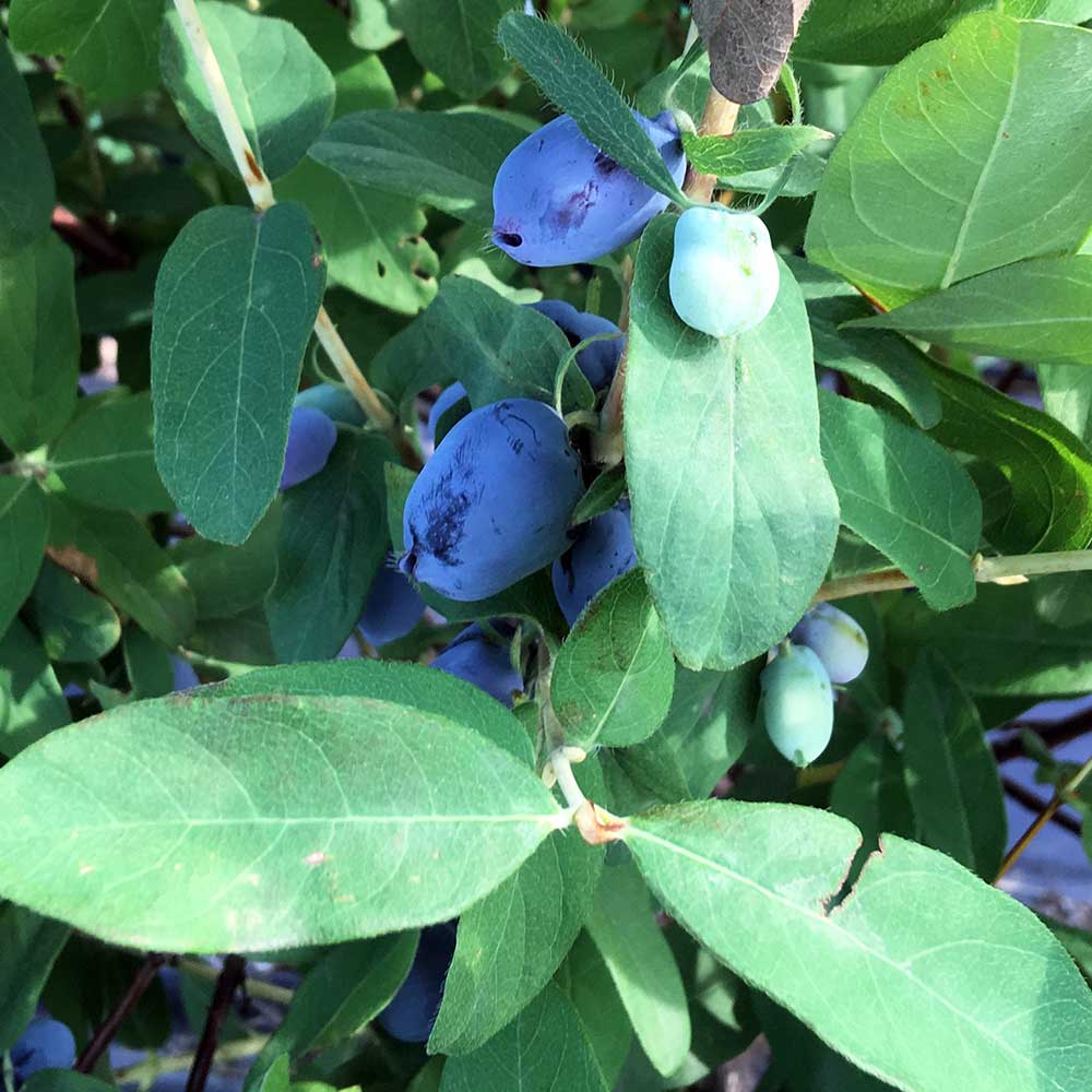 Honeyberry Boreal Beauty (Lonicera caerulea edulis) Fruit Bush 3ltr Pot Fruit