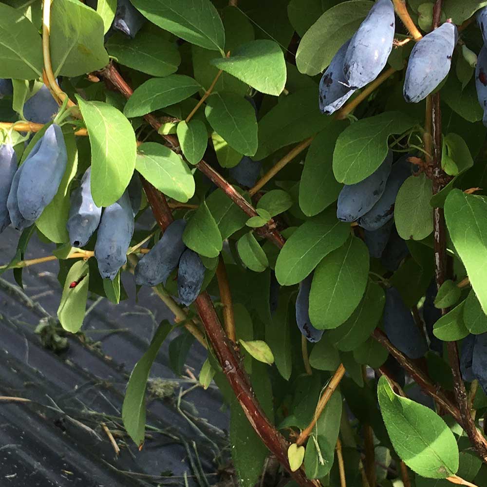 Honeyberry Boreal Blizzard (Lonicera caerulea edulis) Fruit Bush 3ltr Pot Fruit