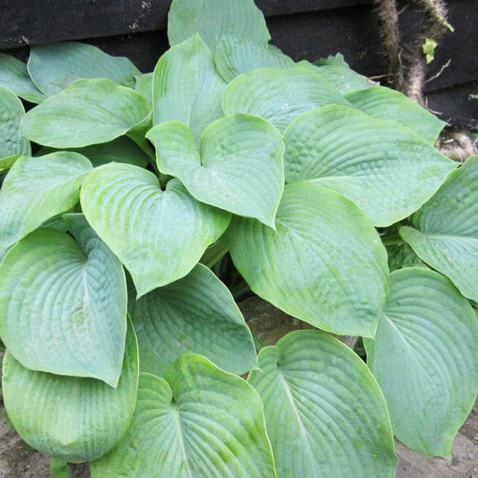 Hosta Bressingham Blue Aquatic Pond Plant - Plantain Lily Aquatic Plants