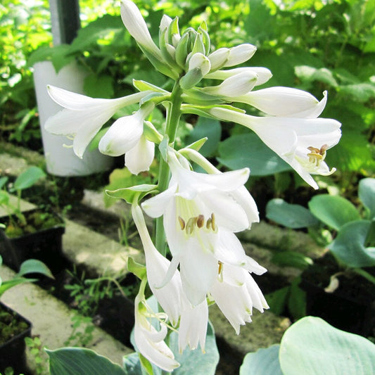 Hosta Bressingham Blue Aquatic Pond Plant - Plantain Lily Aquatic Plants