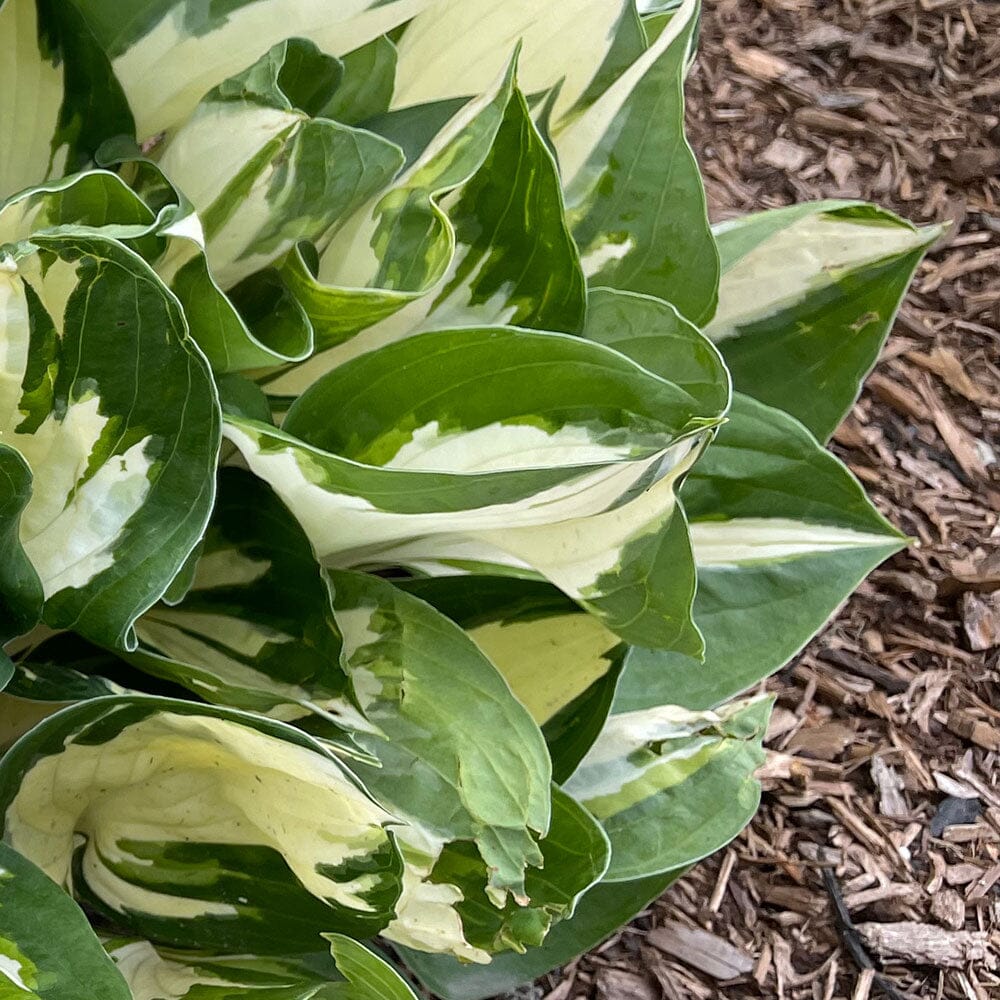 HOSTA Fire and Ice 9cm Pot Perennials