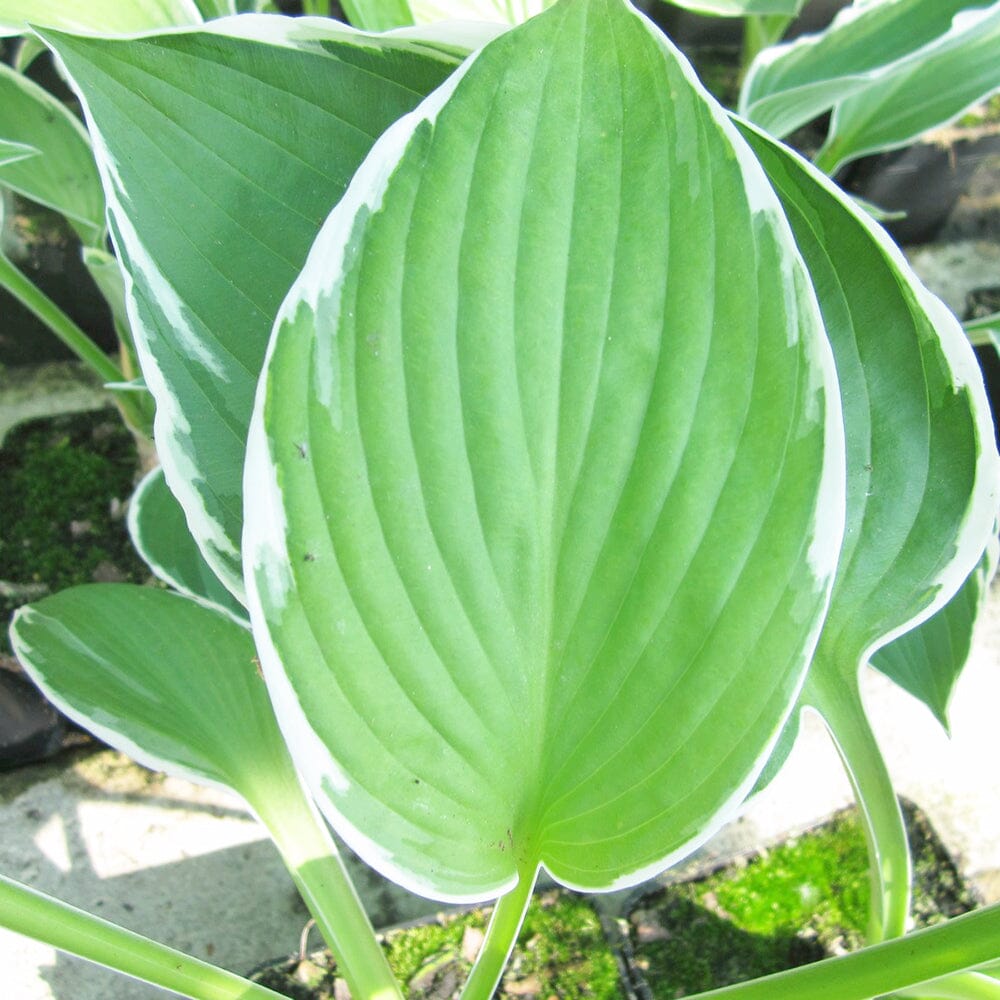 Hosta Francee Aquatic Pond Plant - Plantain Lily Aquatic Plants