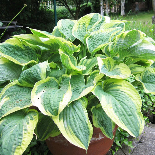 Hosta Wide Brim Aquatic Pond Plant - Plantain Lily Aquatic Plants