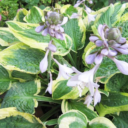 Hosta Wide Brim Aquatic Pond Plant - Plantain Lily Aquatic Plants