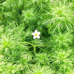 Hottonia Palustris Aquatic Pond Plant - Water Violet Aquatic Plants