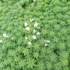 Hottonia Palustris Aquatic Pond Plant - Water Violet Aquatic Plants