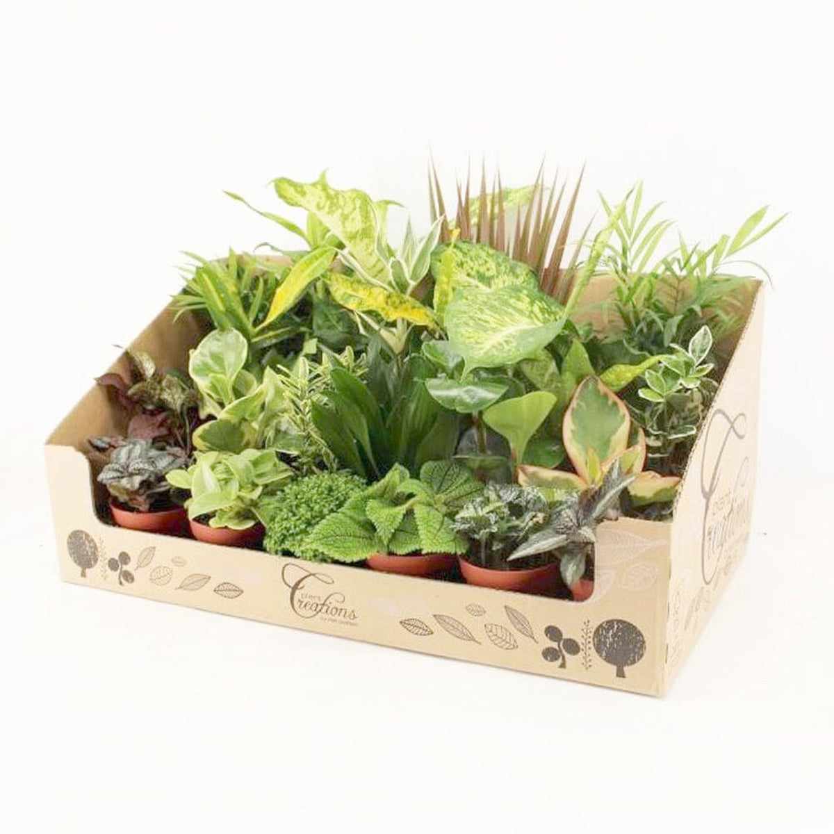 Houseplant Gift Set (Small) 24 x 9cm Mixed Pot Plants House Plant
