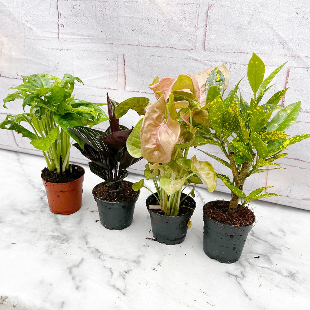 Houseplant Starter Set (4 Pack) 7cm Pot House Plants House Plant