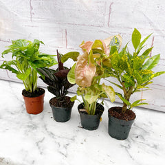 Houseplant Starter Set (4 Pack) 7cm Pot House Plants House Plant