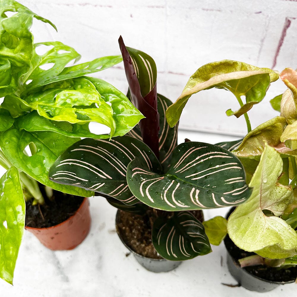 Houseplant Starter Set (4 Pack) 7cm Pot House Plants House Plant