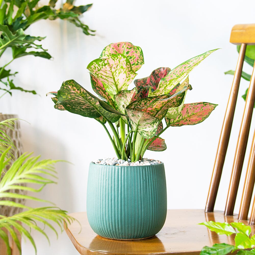 Houseplant Subscription 