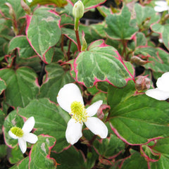 Houttuynia Cordata Boo Boo Aquatic Pond Plant - Chameleon Plant Aquatic Plants