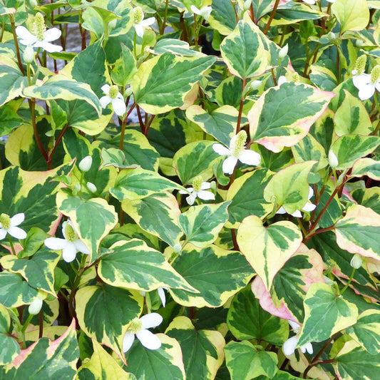 Houttuynia Cordata Chameleon Aquatic Pond Plant - Chameleon Plant Aquatic Plants