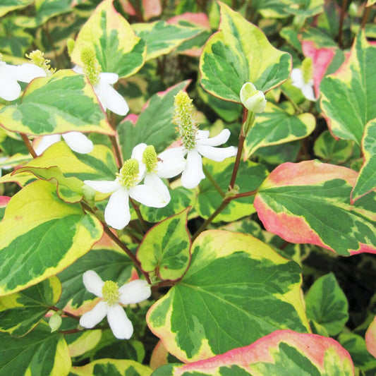 Houttuynia Cordata Chameleon Aquatic Pond Plant - Chameleon Plant Aquatic Plants