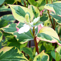 Houttuynia Cordata Chameleon Aquatic Pond Plant - Chameleon Plant Aquatic Plants