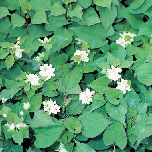 Houttuynia Cordata Plena Aquatic Pond Plant - Chameleon Plant Aquatic Plants