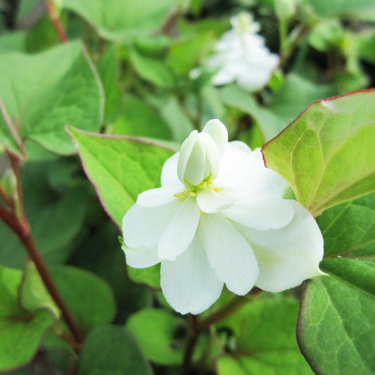 Houttuynia Cordata Plena Aquatic Pond Plant - Chameleon Plant Aquatic Plants