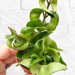 Hoya Compacta Wax House Plant 6cm Pot House Plant