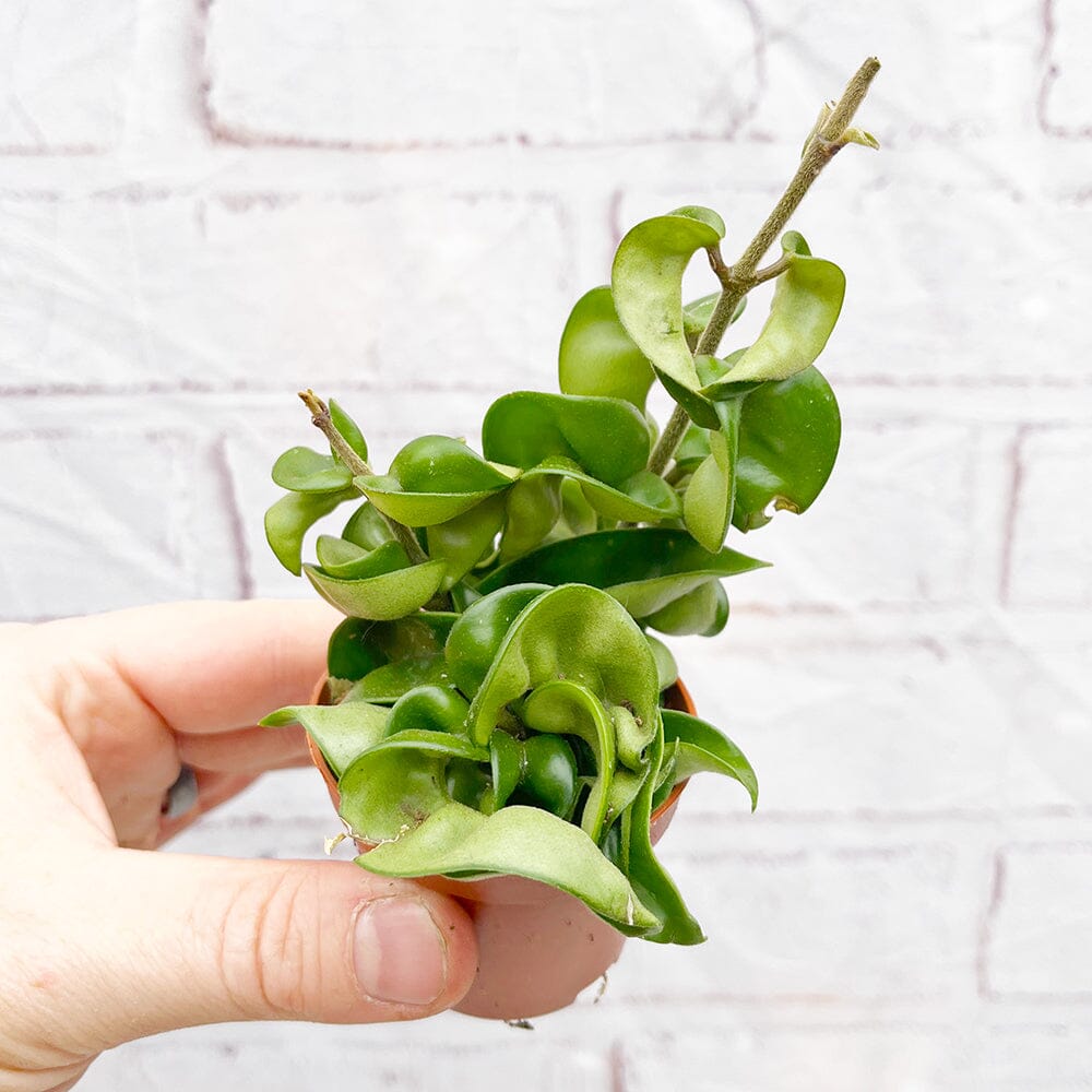 Hoya Compacta Wax House Plant 6cm Pot House Plant