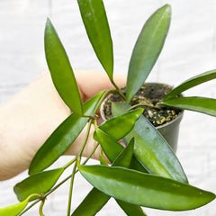 Hoya Wayetti Wax House Plant 6cm Pot House Plant