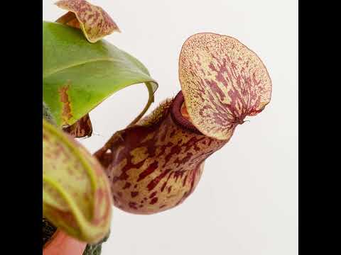 30 - 40cm Nepenthes Mojito in Hanging Pot Monkey Jars 14cm Pot